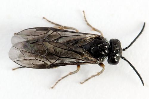 Réf. 223 207 : Periclista lineolata